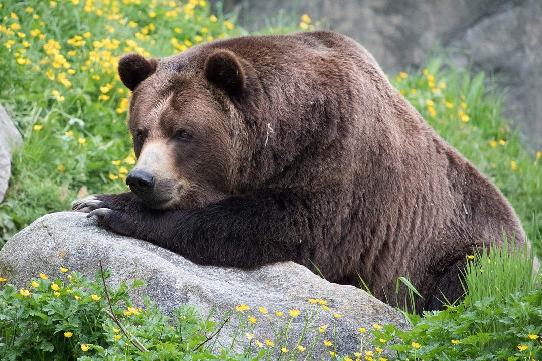 Bear