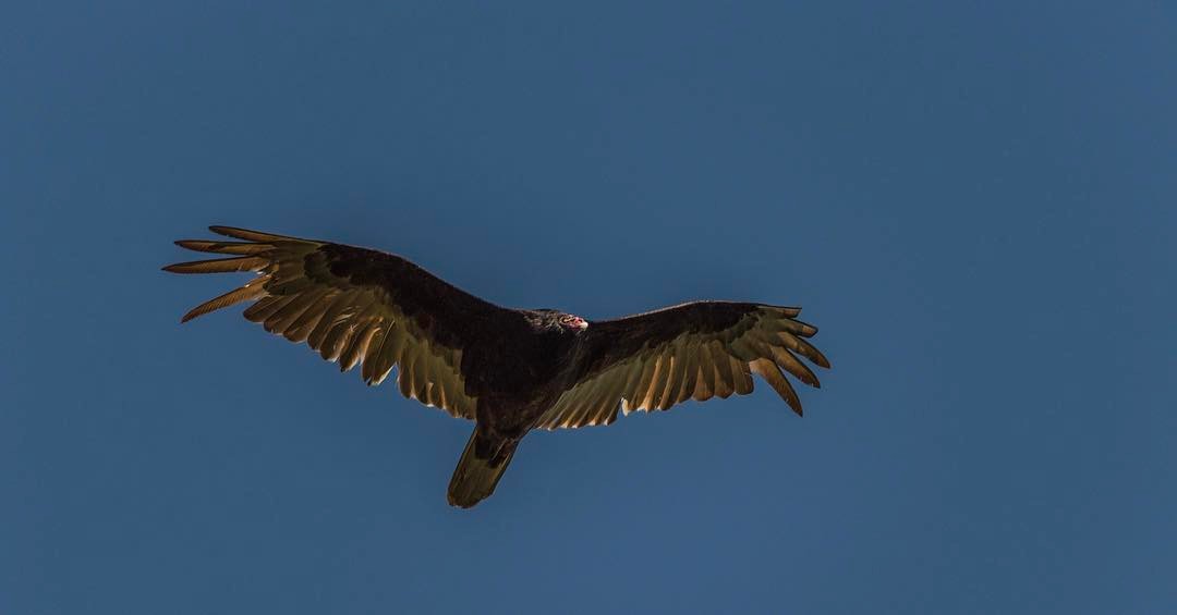 Turkey Vulture