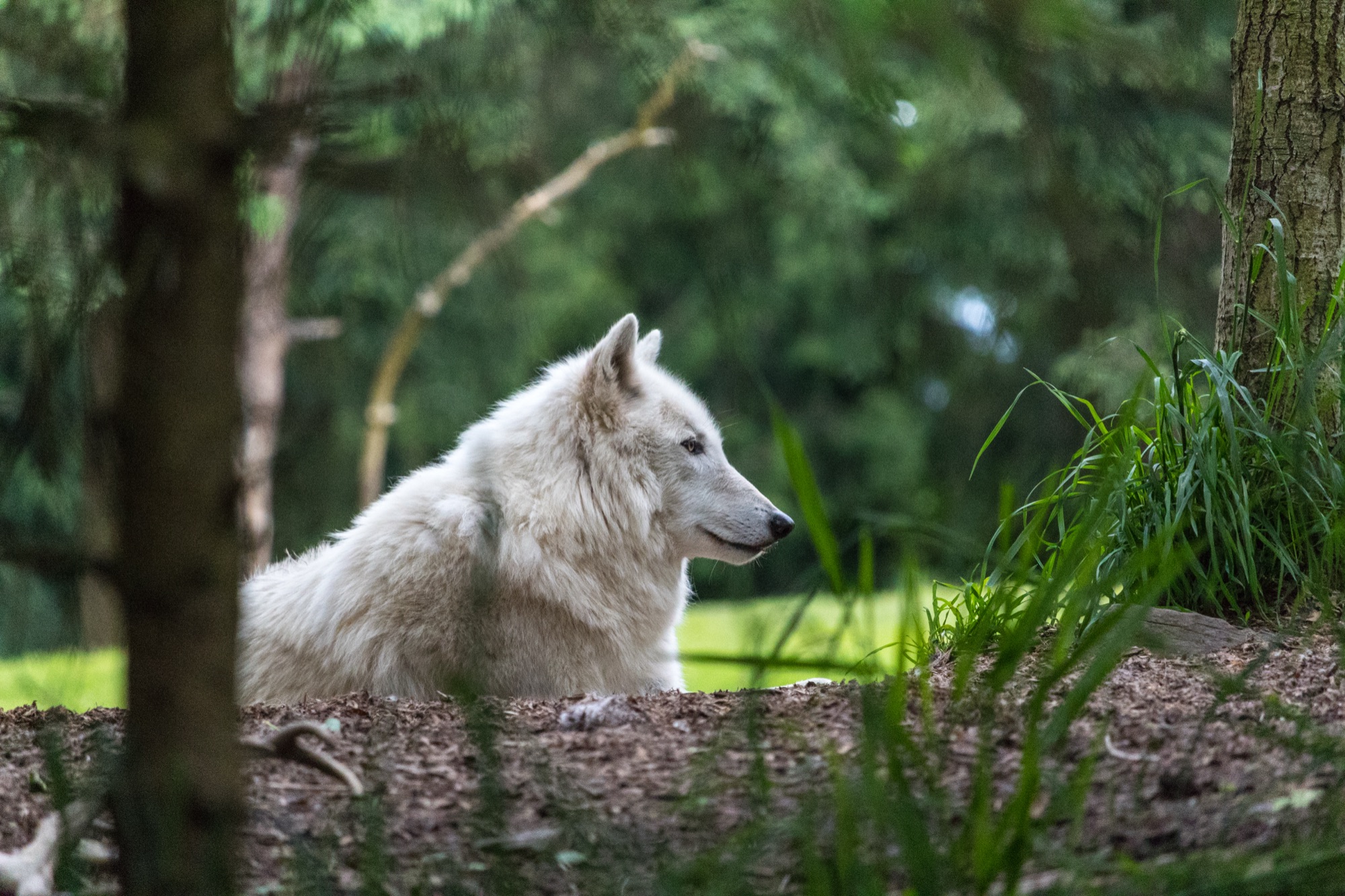 Wolf